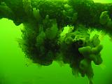 Coll NL 022